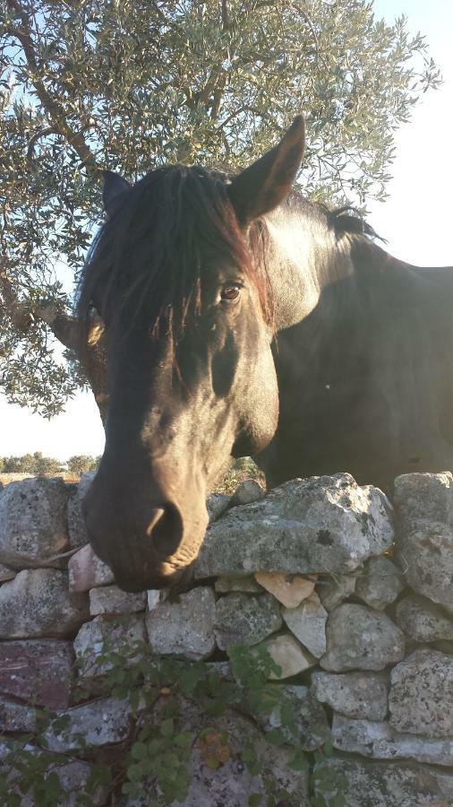 Masseria Gianca Чистернино Экстерьер фото